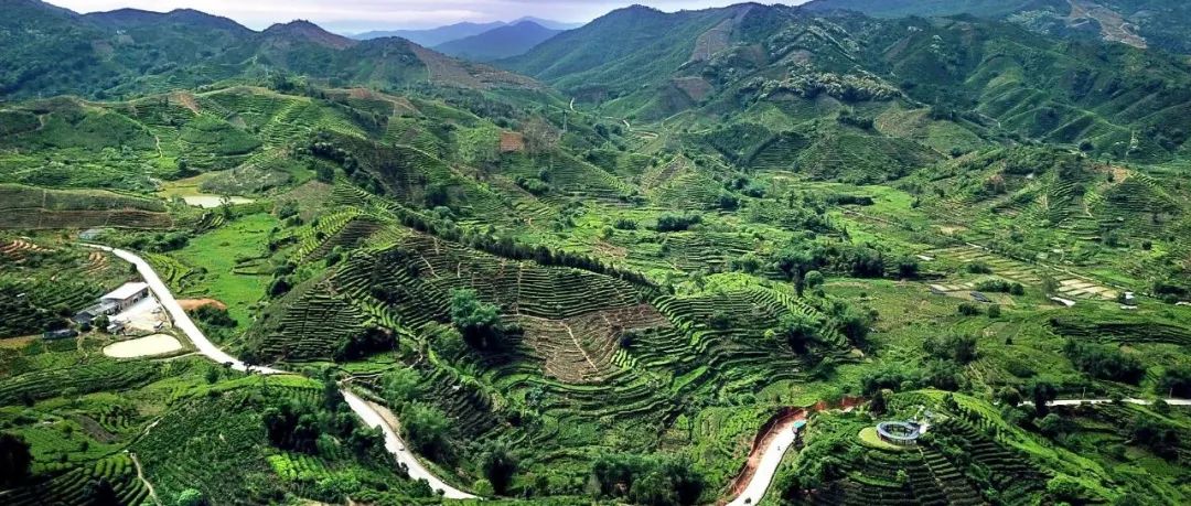 廣東首個(gè)多鎮(zhèn)連片鄉(xiāng)村振興示范帶啟動(dòng),！