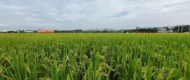 推進(jìn)撂荒耕地復(fù)耕復(fù)種,，廣東這么做