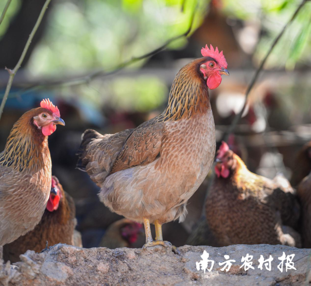 清遠(yuǎn)雞