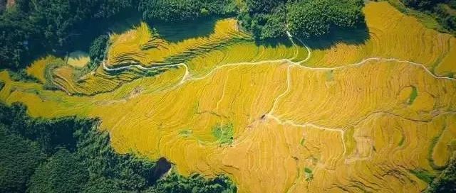 重磅！廣東省2021年第一批特色現(xiàn)代農(nóng)業(yè)產(chǎn)業(yè)園公示名單出爐