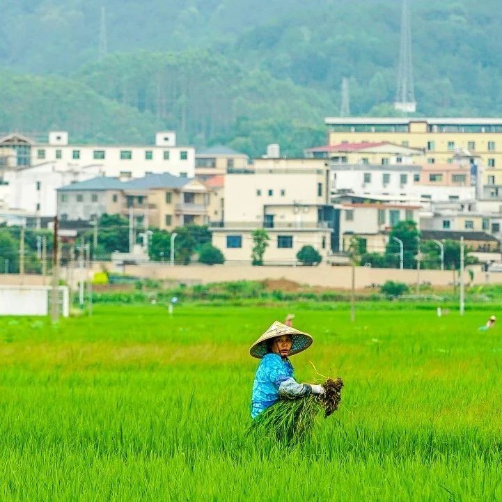 廣東下月推行“田長制”  執(zhí)行最嚴耕地保護政策