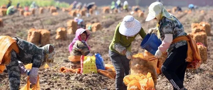 “牛羊菜果薯药” 一串甘肃农民才懂的致富密码