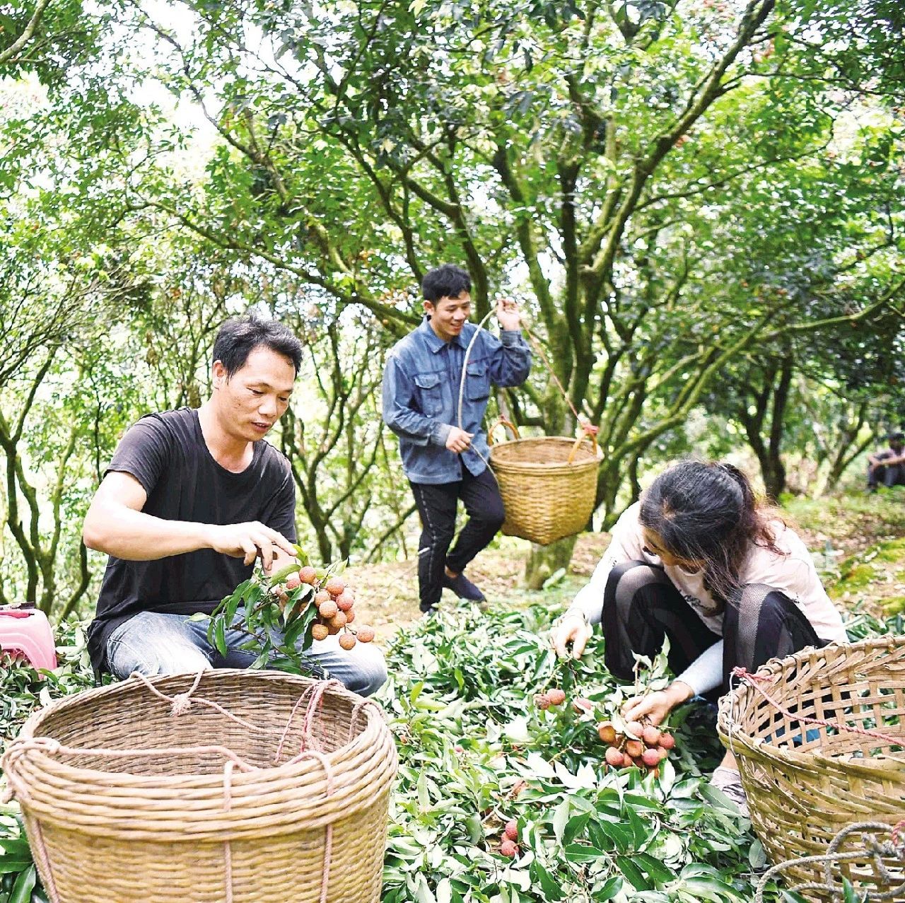 視頻丨廣東：決戰(zhàn)決勝脫貧攻堅(jiān) 加快推進(jìn)鄉(xiāng)村振興